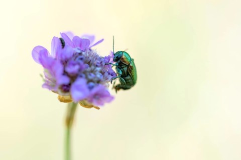 Green-blue casebearer