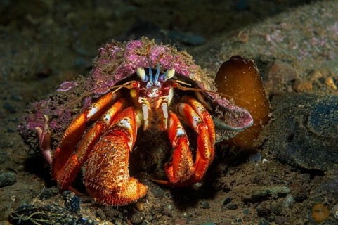 Common hermit crab