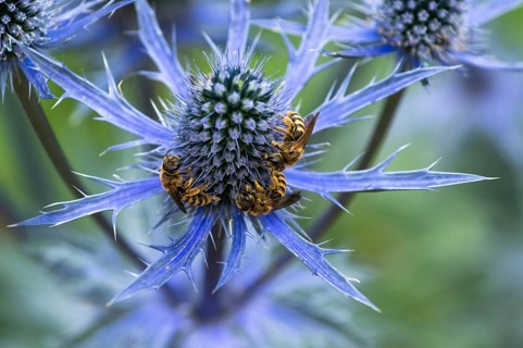 Sweat bee