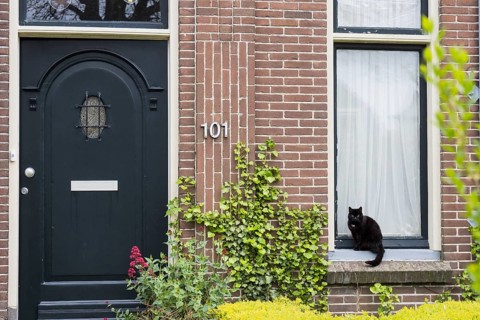 Black cat sitting on window sill