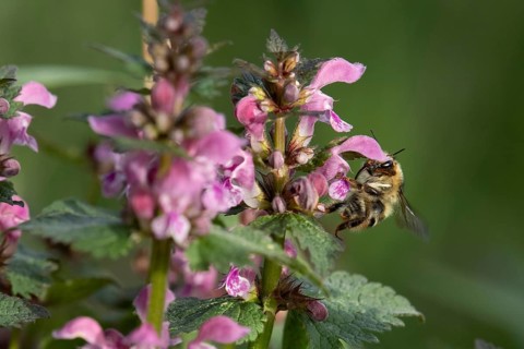 Shrill carder bee