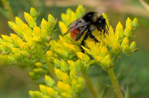 Red-tailed bumblebee