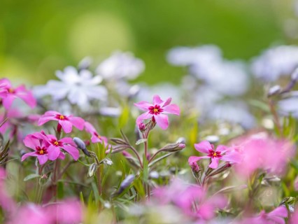 Flowering creeping phlox