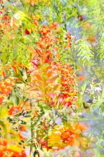 Flowers creative