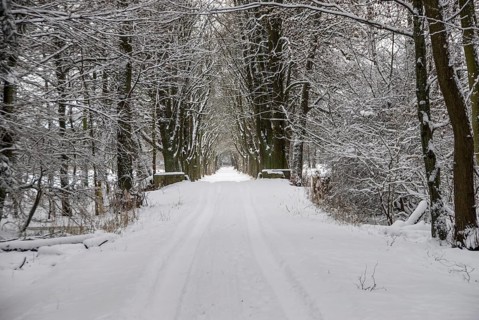 Snow-covered avenue in the Moenchbruch nature reserve