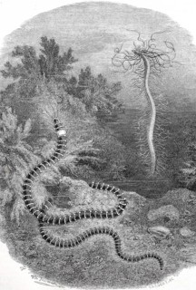 Thread tuft worm or Nordic vine worm