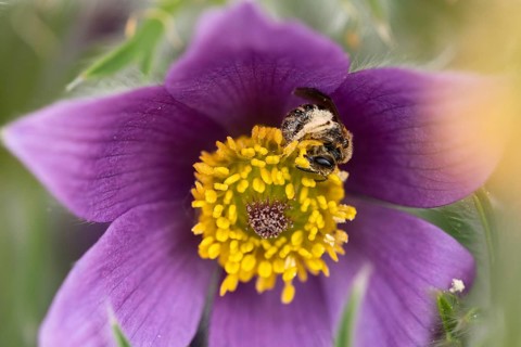 Sweat bee