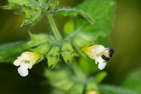 Sweat bee