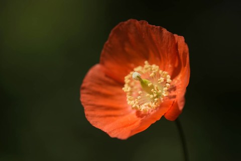 Welsh poppy