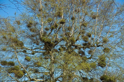 Tree overgrown with mistletoes