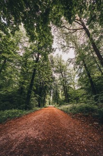 Hiking trail in the forest in the Deister near Hanover