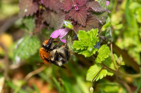 Common carder-bee
