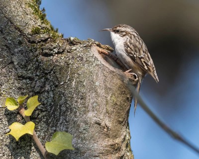 Short-toed treecreeper