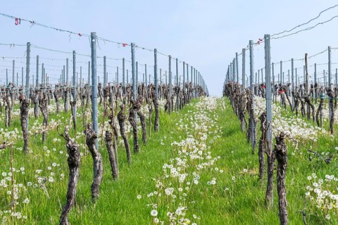 Vineyard in spring