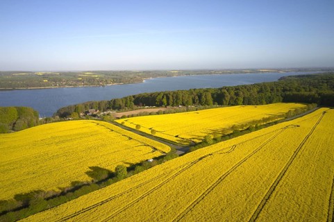 Rape in full bloom on large fields near Lake Ratzeburg