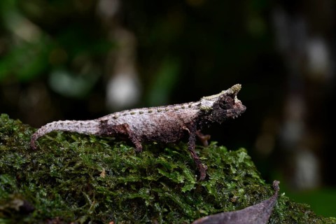 Earth chameleon of the genus