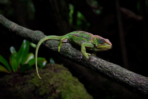 Elephant-eared chameleon female of the amber chamaeleon