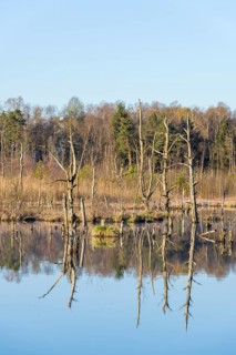 Dead trees in the Schwenninger moss
