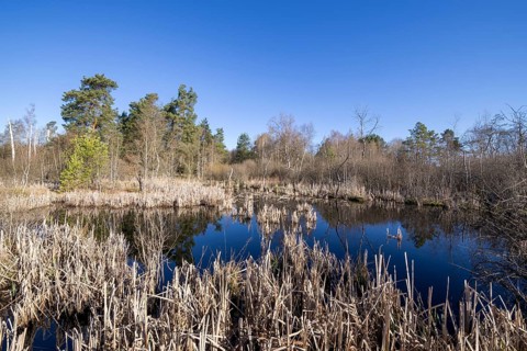 Schwenninger moss nature reserve