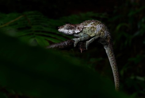 A male chameleon of the cryptic chameleon