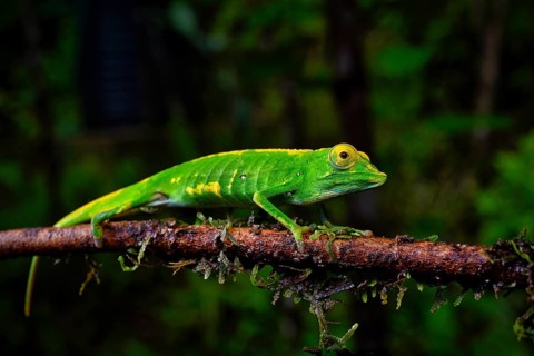 A male chameleon