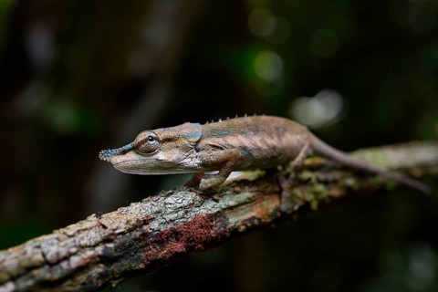 A male chameleon