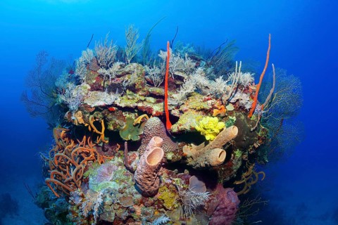 Typical Caribbean coral