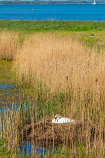 Swan