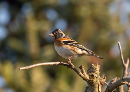 Brambling