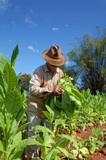 Tobacco farmer with hat picking tobacco leaves in field