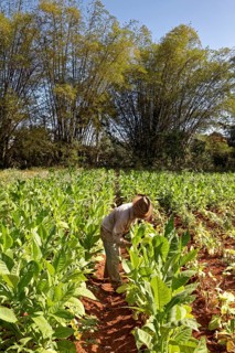 Tobacco farmer with hat picking tobacco leaves in field