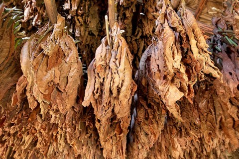 Tobacco leaves hanging to dry on wooden rack in barn