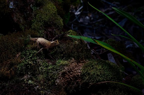 Marojejy leaf chameleon