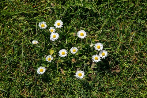 Common daisy