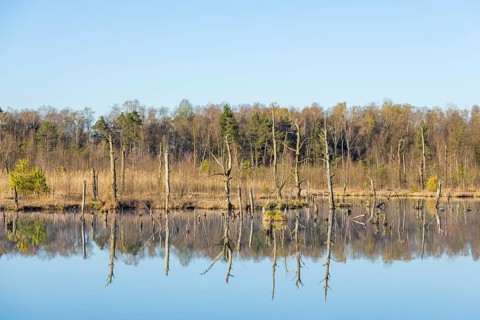 View over the Schwenninger moss