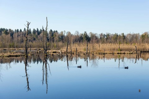 View over the Schwenninger moss