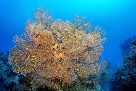 Coral block with deep sea gorgonian