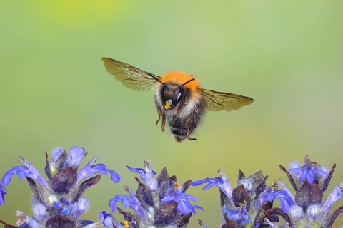 Common carder-bee