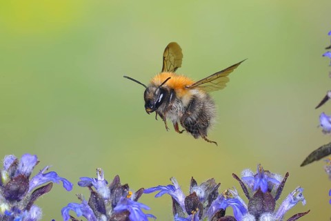Common carder-bee