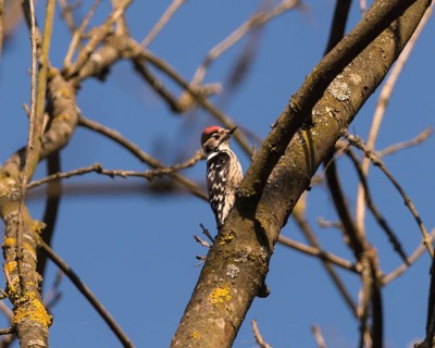 Lesser spotted woodpecker