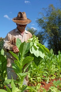 Tobacco farmer with hat picking tobacco leaves in field
