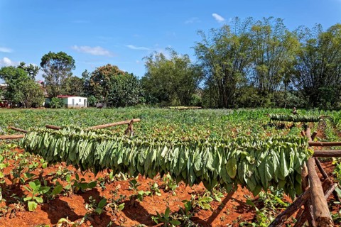 Tobacco platage with tobacco leaves hung up to dry