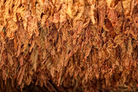 Tobacco leaves hanging to dry on wooden rack in barn