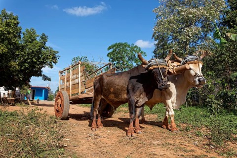Agriculture