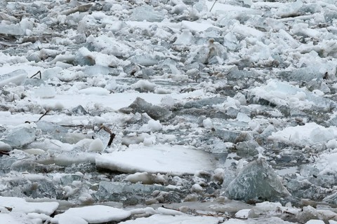Pack ice in spring