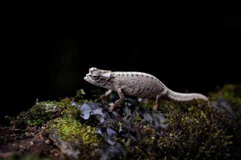 Earth chameleon of the genus
