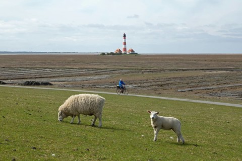 Ewe and lamb grazing on dyke in front of Westerhever lighthouse