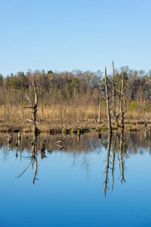 Dead trees in the Schwenninger moss