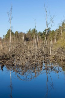 Dead trees in the Schwenninger moss