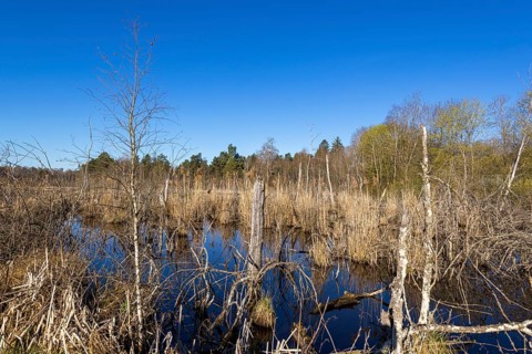 View over the Schwenninger moss